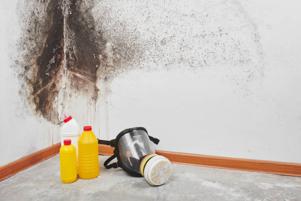 Best Professional Mold Removal  in Pacific, WA