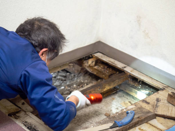 Best Residential Mold Removal  in Pacific, WA