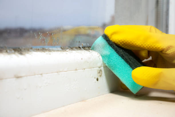 Best Mold Testing  in Pacific, WA