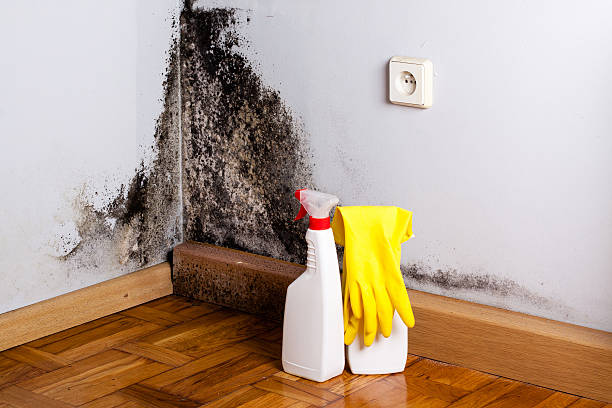 Best Commercial Mold Removal  in Pacific, WA