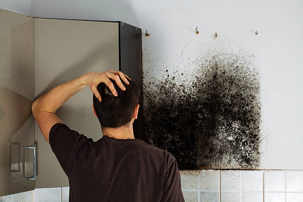Best Mold Remediation  in Pacific, WA